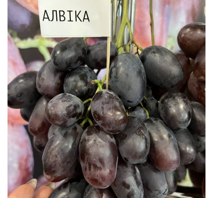 Саженцы винограда сорт Алвика, полуупакованный