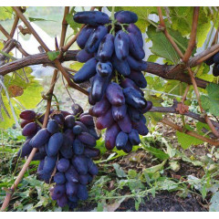 Виноград сорт Ромео, напівупакований