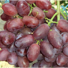 Саджанці винограду сорт Стелла