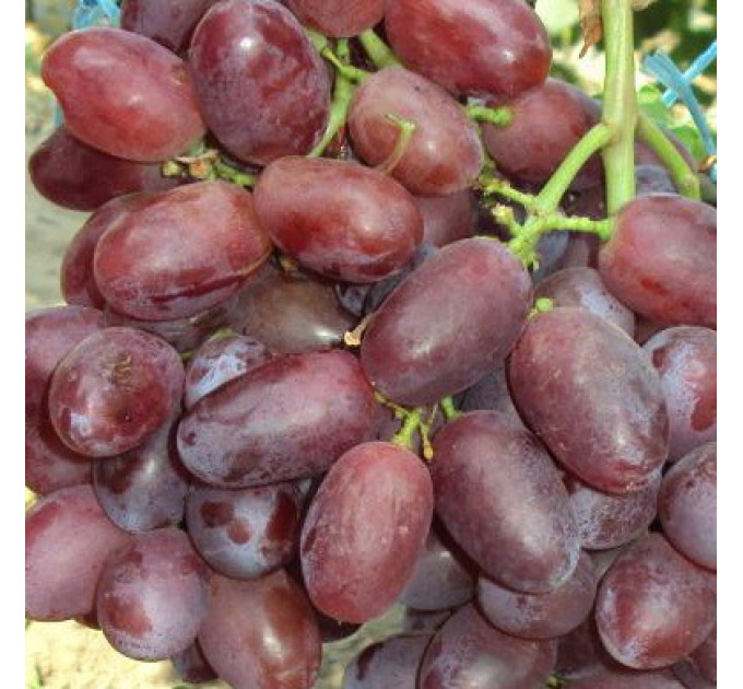 Саджанці винограду сорт Стелла