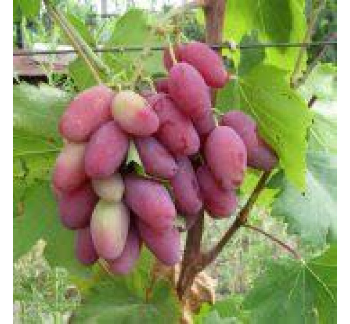 Саджанці винограду сорт Стелла