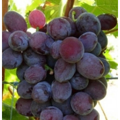 Саджанці винограду сорт Форевер, напівупакований