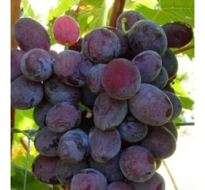 Саджанці винограду сорт Форевер, напівупакований