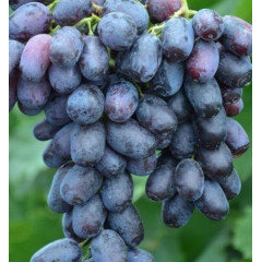 Саженцы винограда сорт Лорано