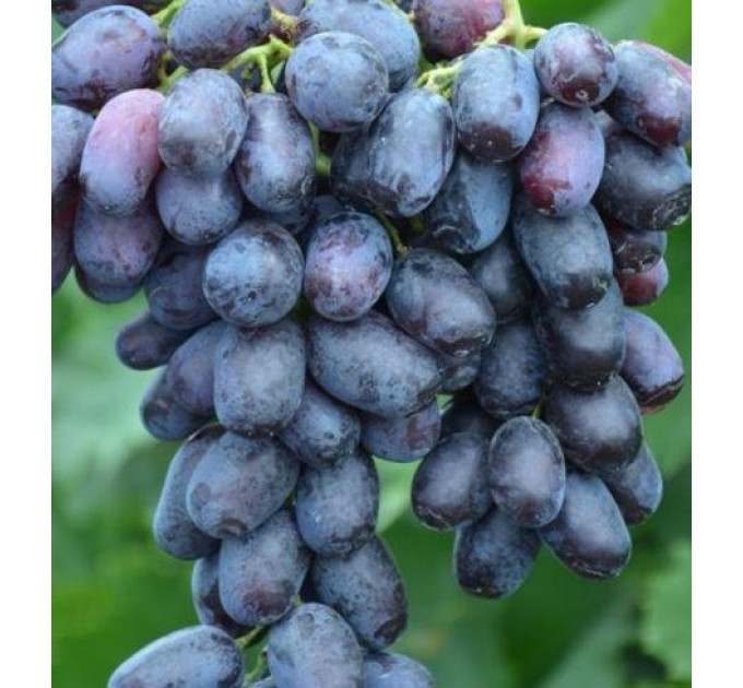 Саженцы винограда сорт Лорано