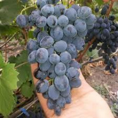 Саджанці сорт винограду Кишмиш Аттика