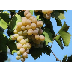 Саджанці винограду сорт Бьянка