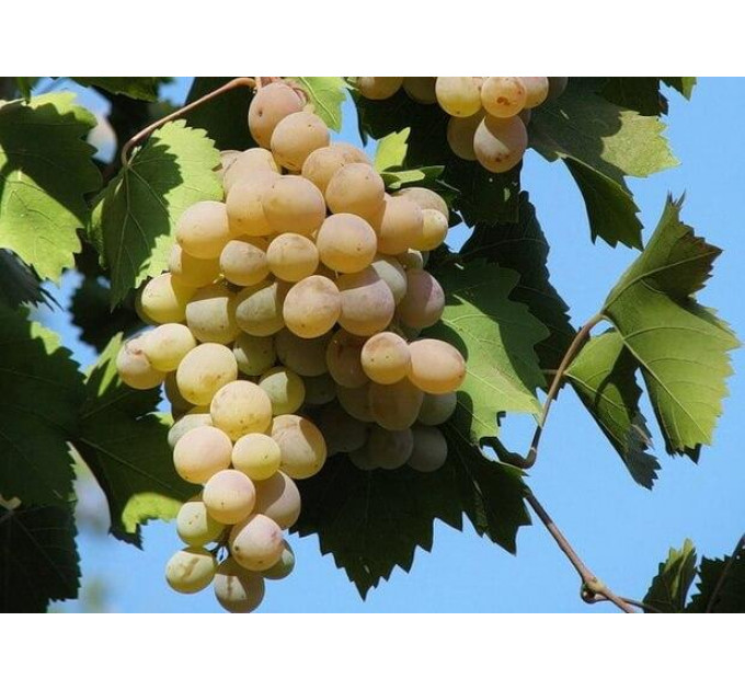 Саджанці винограду сорт Бьянка