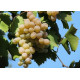 Саджанці винограду сорт Бьянка