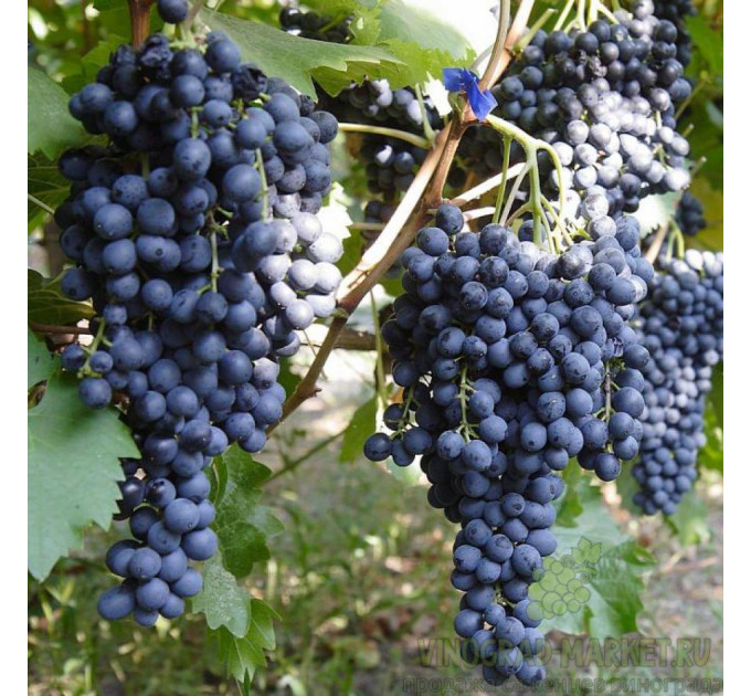 Саженцы винограда сорт Красень, полуупакованный