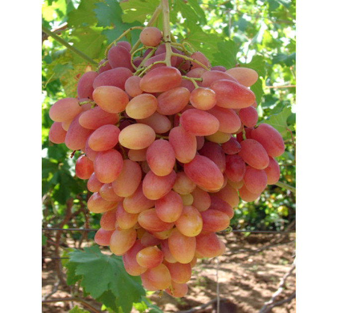Саженцы винограда сорт Преображение, полуупакованный