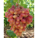Саженцы винограда сорт Преображение, полуупакованный