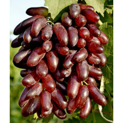 Саджанці винограду сорт Карнавал