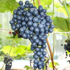 Саженцы винограда сорт Красень, полуупакованный