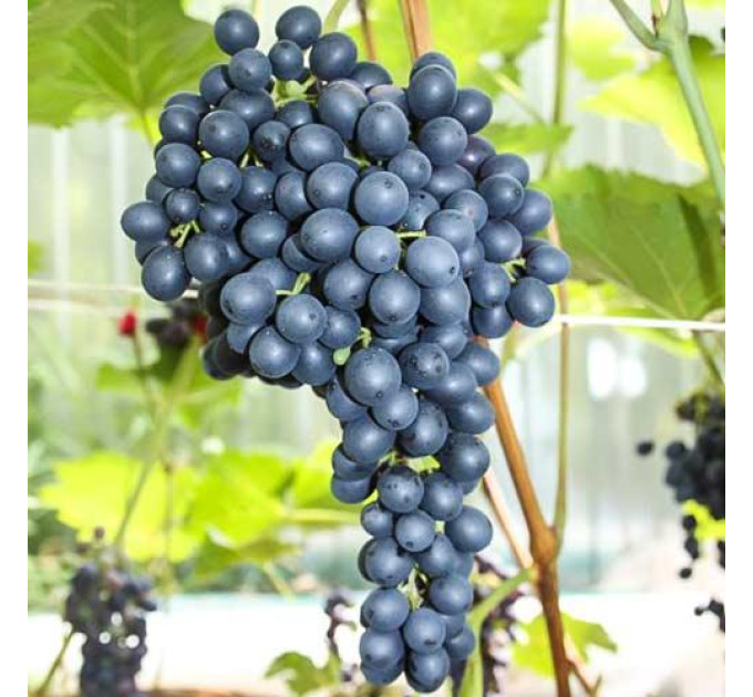 Саженцы винограда сорт Красень, полуупакованный