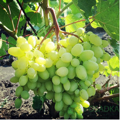 Саджанці винограду сорт Геліодор, напівупаковані