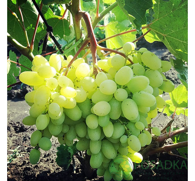 Саджанці винограду сорт Геліодор, напівупаковані