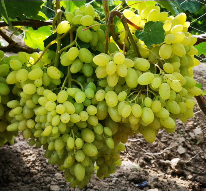 Саджанці винограду сорт Геліодор, напівупаковані