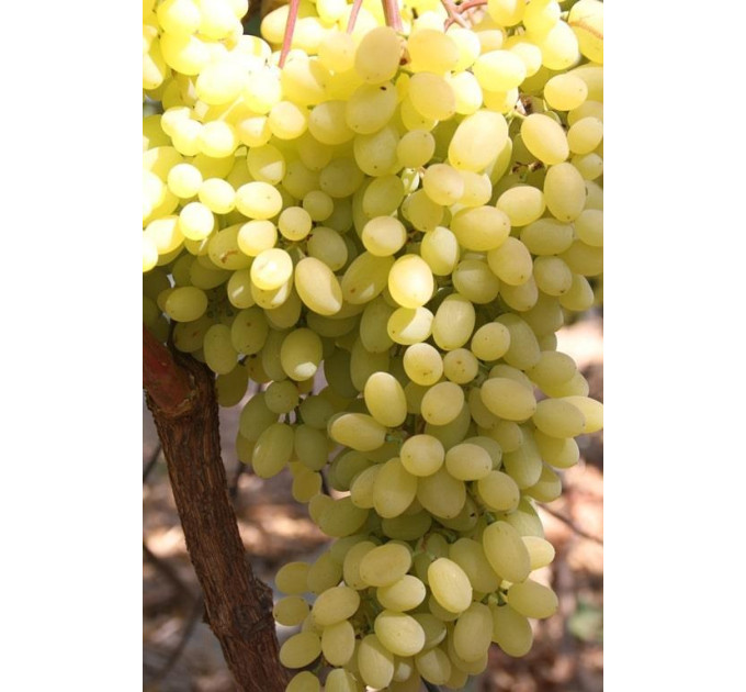 Саджанці винограду сорт Геліодор, напівупаковані