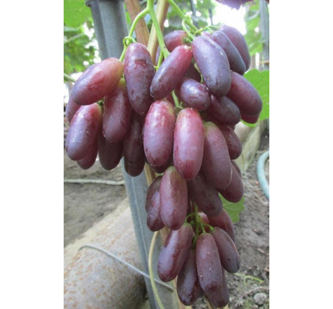 Саженцы винограда сорт Красава, полуупакованный