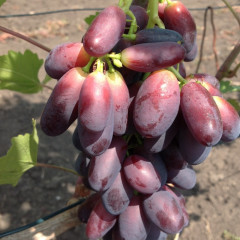 Саженцы винограда сорт Красава, полуупакованный