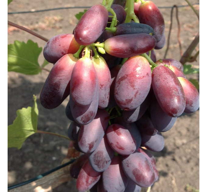 Саженцы винограда сорт Красава, полуупакованный