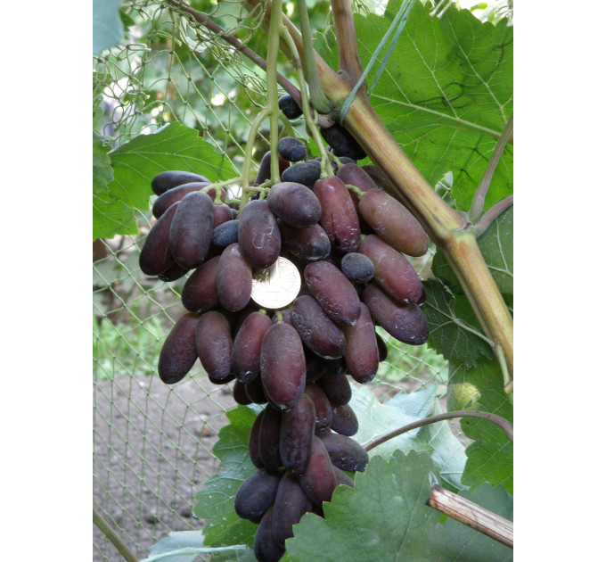 Саженцы винограда сорт Красава, полуупакованный