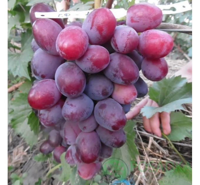 Саджанці винограду сорт Еверест, напівупакований