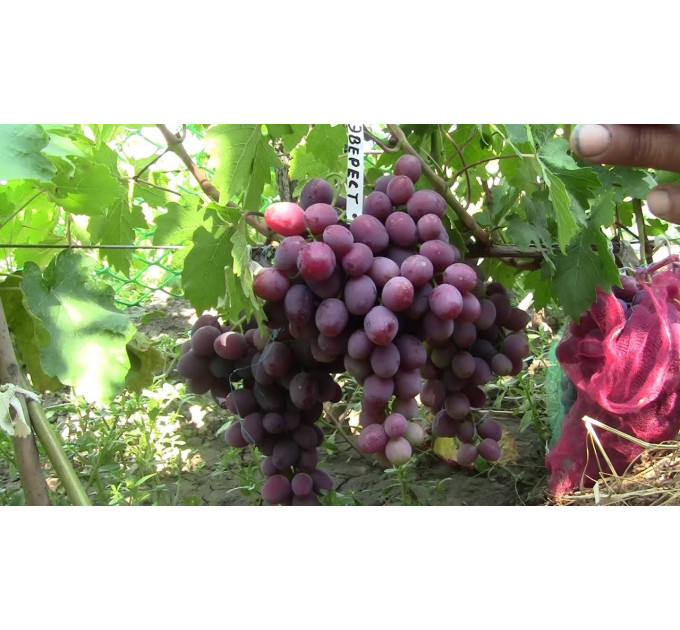 Саджанці винограду сорт Еверест, напівупакований