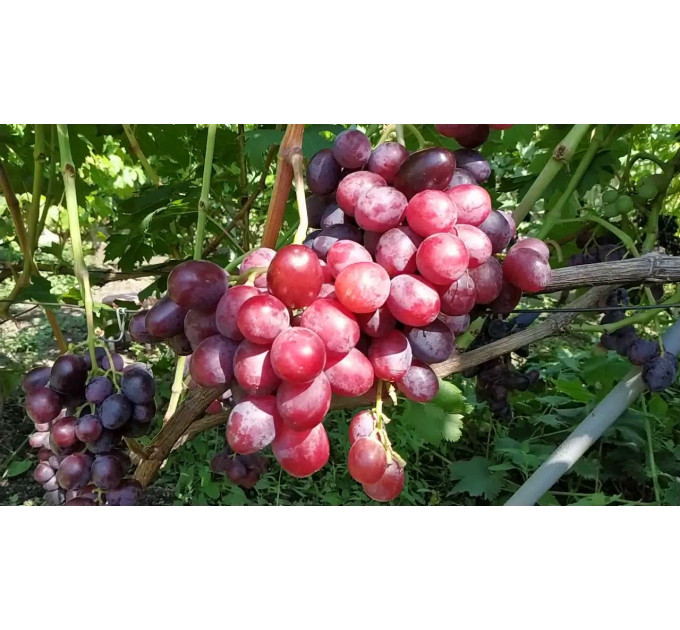 Саджанці винограду сорт Еверест, напівупакований