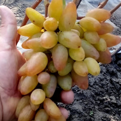 Саджанці винограду сорт Кураж