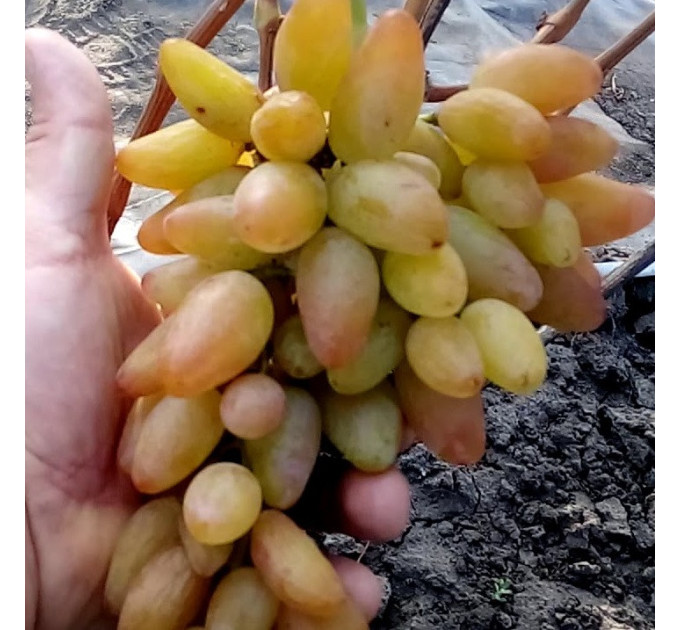 Саджанці винограду сорт Кураж