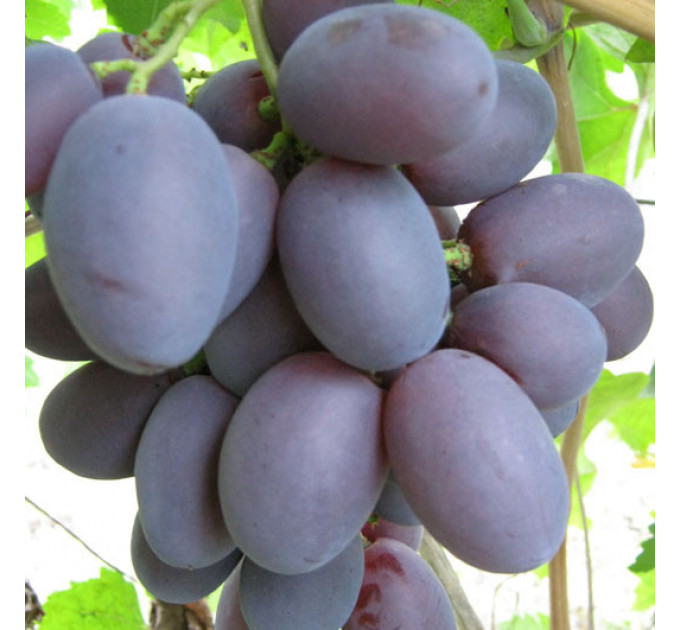 Саджанці винограду сорт "Отаман", напівупакований