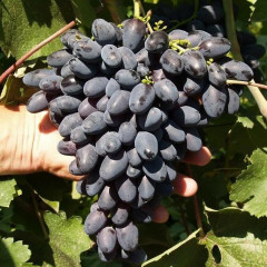 Саженцы винограда сорт Фурор, полуупакованный