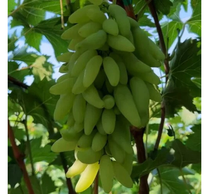 Саженцы винограда сорт Азия, полуупакованный