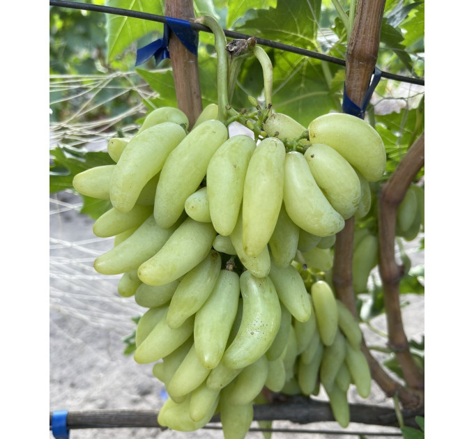 Саженцы винограда сорт Азия, полуупакованный