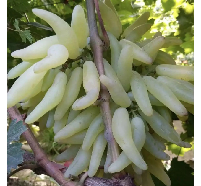 Саженцы винограда сорт Азия, полуупакованный