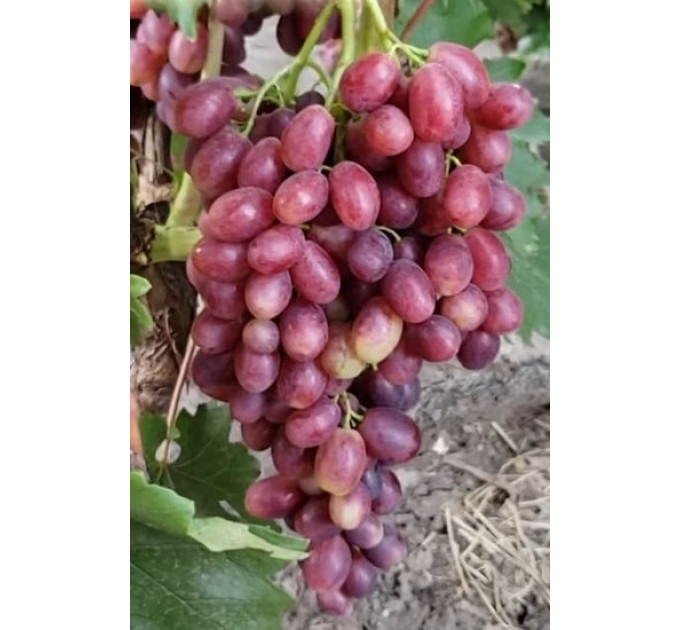 Саджанці винограду сорт Роміна, напівупакований