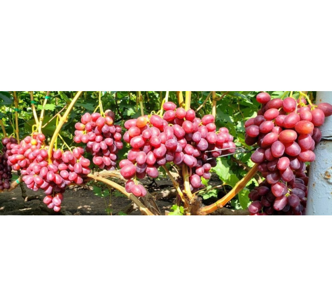 Саджанці винограду сорт Роміна, напівупакований