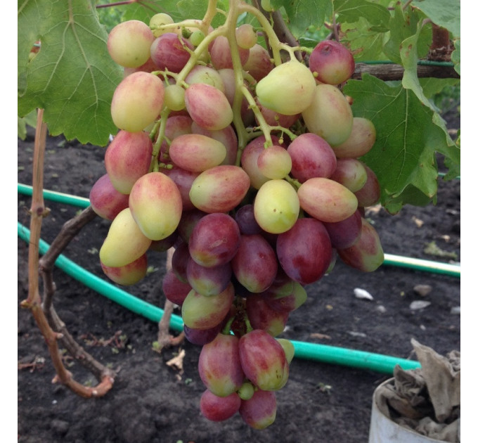 Саджанці винограду сорт Роміна, напівупакований