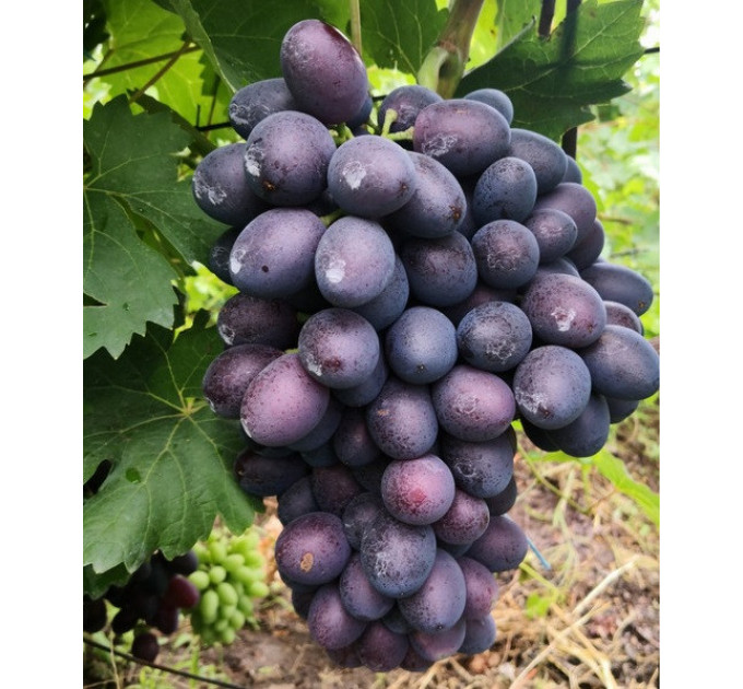 Саженцы винограда сорт Торнадо, 125-130 дней, конт. 1.7 л