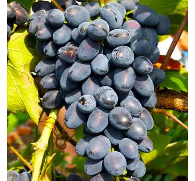 Саженцы винограда сорт Торнадо, 125-130 дней, конт. 1.7 л