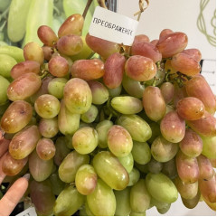 Саженцы винограда сорт Преображение, полуупакованный