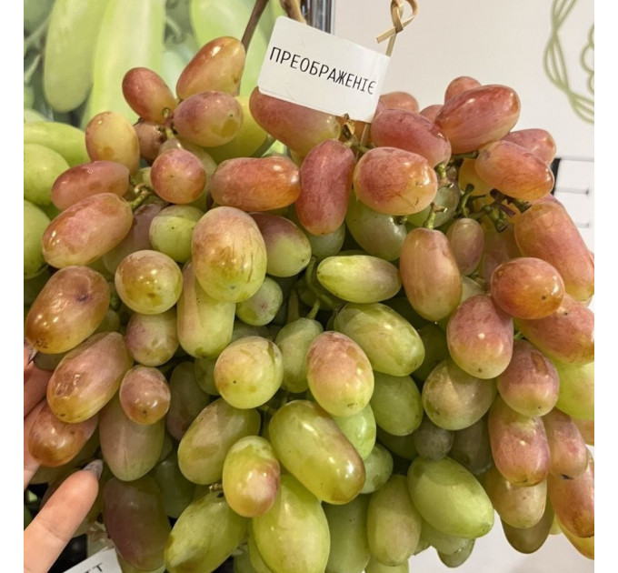 Саженцы винограда сорт Преображение, полуупакованный