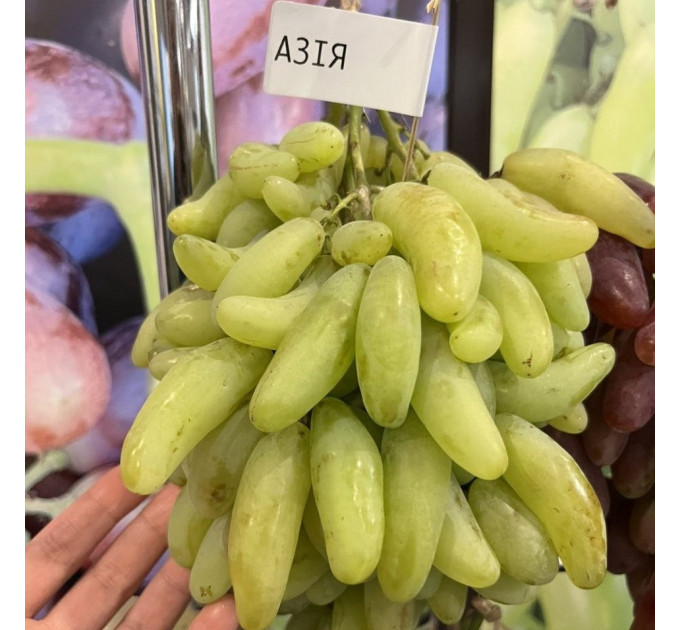 Саженцы винограда сорт Азия, 115-125 дней, конт. 1.7 л