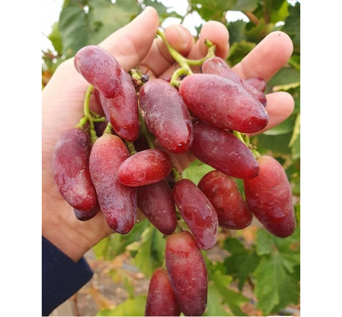 Саженцы винограда сорт Полтавский маникюр, полуупакованный