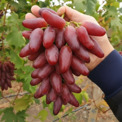 Саженцы винограда сорт Полтавский маникюр, полуупакованный