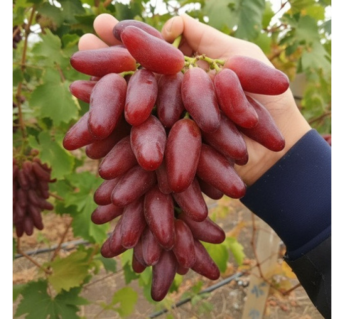 Саженцы винограда сорт Полтавский маникюр, полуупакованный