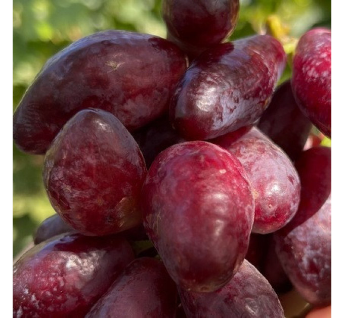 Саженцы винограда сорт Полтавский маникюр, полуупакованный