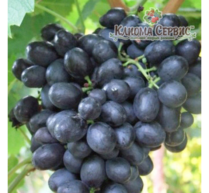 Саджанці сорт винограду Кишмиш Аттика
